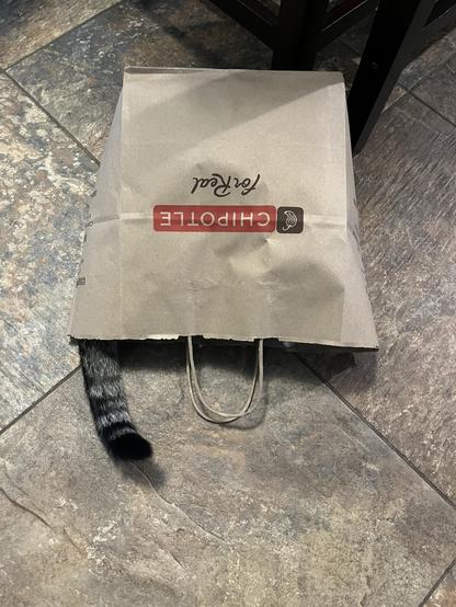 A Chipotle bag is laying on its side on a slate floor. A tabby cat tail can be seen sticking out from the bag.