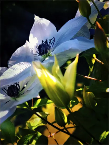 Zweige und Äste einer weiß blühenden Clematis mit vielen Blütenknospen, grünen Blättern und im Hintergrund mehreren handtellergroßen radiären Blüten