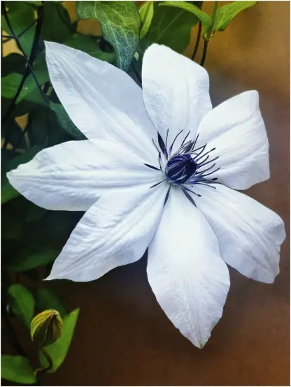 Die große geöffnete Blüte einer Clematis Tsukiko mit 7 lanzettförmigen weißen Blütenblättern und den silbrig glänzenden Staubfäden im Blütenzentrum. Im Hintergrund grünes Blattwerk vor einer orangefarbenen Balkonwand.