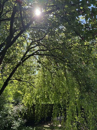 Das Foto zeigt die Morgensonne, die am 1. Mai durch die Zweige der Kirsche und der Trauerbuche in unserem Garten zu sehen ist.