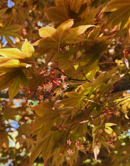 Looking up from underneath a red maple tree. There are clusters of tiny blossoms hanging down from several stems. The tiny flowers are red at the base and yellowish to white on the ends.