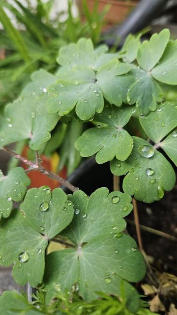 Close up of the leaves of an aquilegia. There are rain drops sitting on them, almost perfect spheres, brightly reflecting the sky.