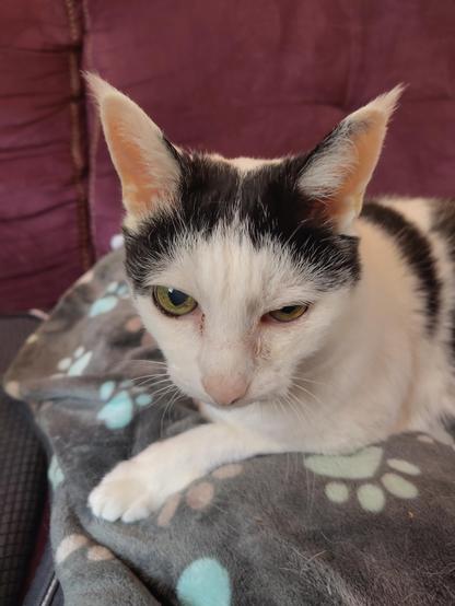 Weiß-schwarze Katze schaut in die Kamera und liegt auf der Couch.