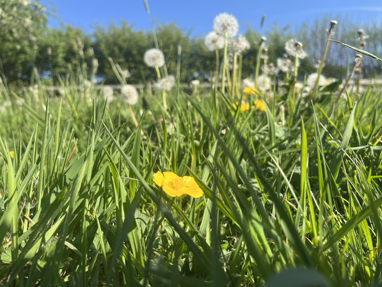 Buttercup and dandelions. Yellow buttercup flower Centre middle, surrounded by grass, dandelions in seed out of focus behind.