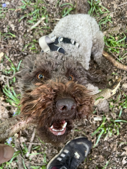 Brown dog taken from above, looking at camera, dog has stick in mouth. Owners hand off camera trying to remove stick. Dog is spaniel poodle cross, Brown, furry.