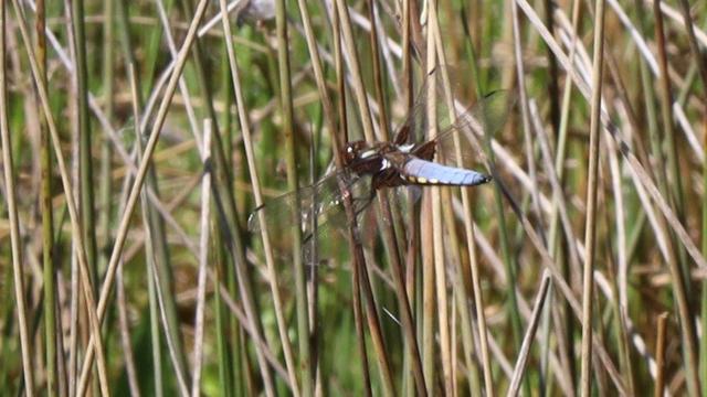 A distant photo of a dense cluster of reed stems. On one is perched a large dragonfly with a pale blue abdomen. Its head and thorax are brown. There are dark brown patches on its wings near its body; the rest of the wings is transparent.