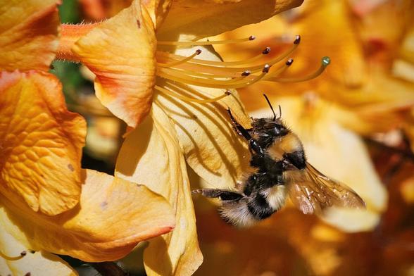A bumblebee with black, orange and white stripes gathers pollen from a vibrant orange flower.