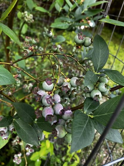 Closeup of a cluster of large green (unripe) blueberries on a leafy green bush. More berry clusters hang in the background.