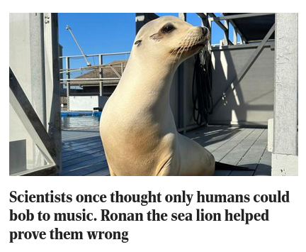 'Scientists once thought only humans could bob to music.  Ronan the sea lion helped to prove them wrong'

Ronan, a slender golden sea lion, sits on a deck looking smug.