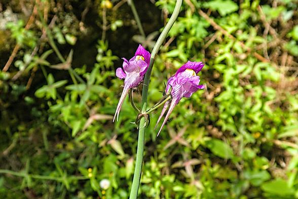 Vaguely birdlike double long tailed purple flowers mounted on a green stem in close up. Blurred vegetation in the background.
