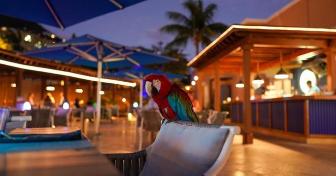Photograph of a parrot sitting on a chair, with a resort behind.