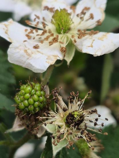 Blue and Blackberries Coming In