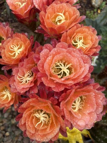 Trichocereus Grandiflorus hybrid…