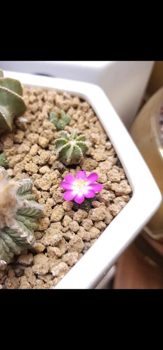 Aztekium Valdezii flowering, first time!