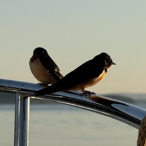 A pair of small birds perched on the bow rail of a boat.