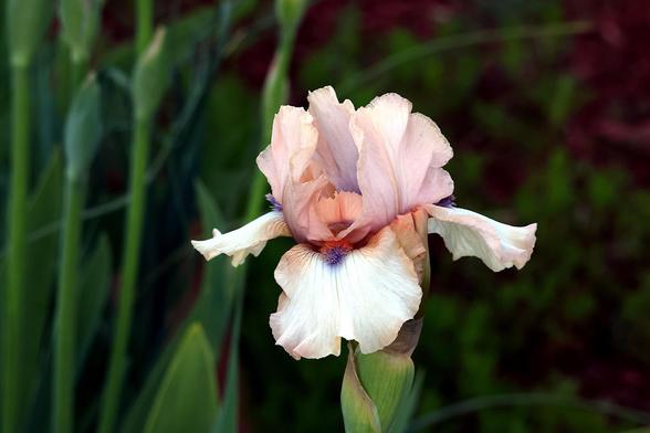 Bearded Iris