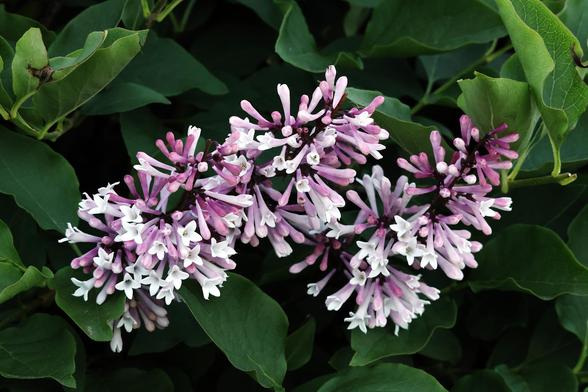 French Lilac