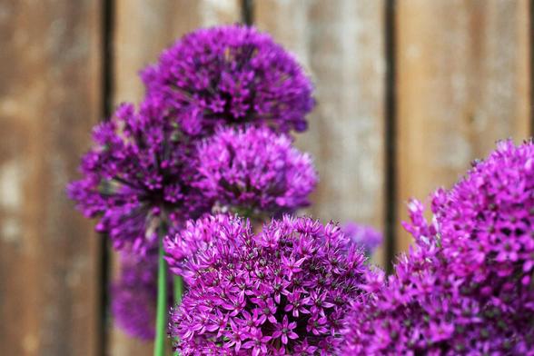 Giant Purple Allium