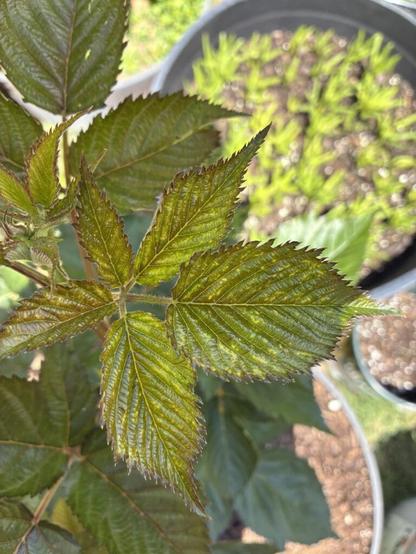 Does anyone know what causes this yellow spot on this blackberry’s leaves?
