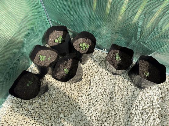 Image of several black grow bags containing young plants, arranged on a bed of small white stones inside a garden greenhouse. The surrounding environment is made of green mesh material, allowing light to filter through.