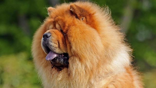 Hündin Ursa hofft auf neues Zuhause