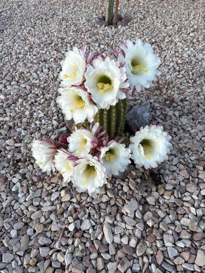 A very happy cactus !