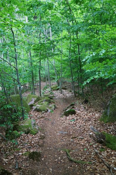 Ein schmaler Weg im Laubwald