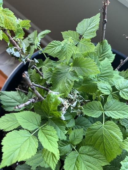 Blackberry and raspberry issues