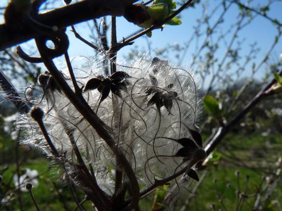 photograph of vine seeds with the sun shining through them
