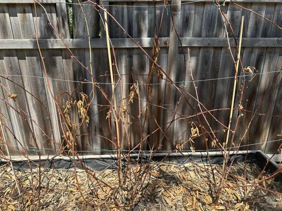 Are my blackberry plants dead?