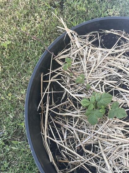 Why is my raspberry bush growing so slowly and not fruiting