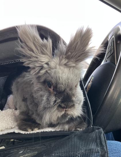 Small gray fuzzy rabbit with a home haircut peeking out from her carrier.