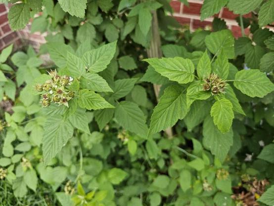 Black Raspberry cane failure