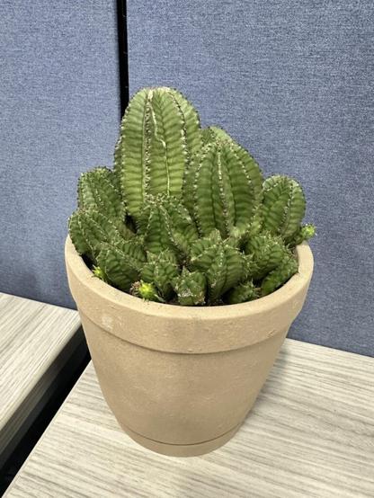 I was gifted this little guy!
