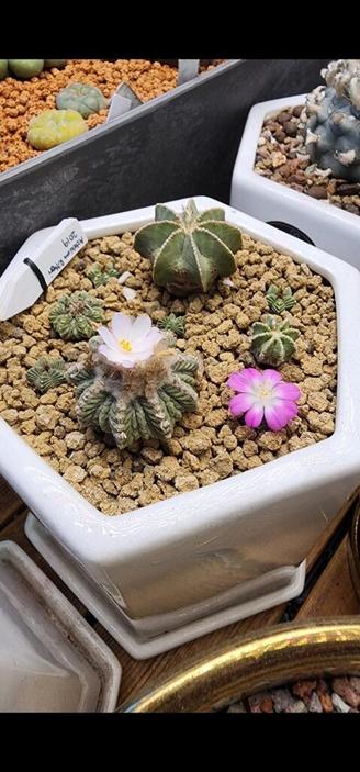 Yesterday was Valdezii, today its Ritteri's turn to bloom