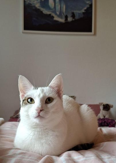 Weisse katze liegt wie ein brot uf dem bett
