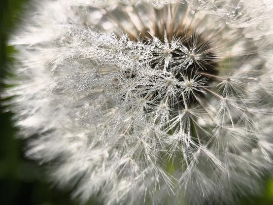 Das Bild zeigt eine Nahaufnahme eines Pusteblumenkopfes (Samenstand des Löwenzahns). Die feinen, weißen Fallschirme der Samen (die sogenannten „Schirmchen“) sind mit Tautropfen bedeckt. Die Tropfen glitzern im Licht und betonen die filigrane Struktur der feinen Härchen. Im Hintergrund ist das Bild weich und unscharf, was die zarte, beinahe ätherische Wirkung der Pflanze noch verstärkt. Die Aufnahme strahlt eine Mischung aus Vergänglichkeit und feiner Komplexität aus – wie eingefrorener Atem in einem Augenblick der Stille.