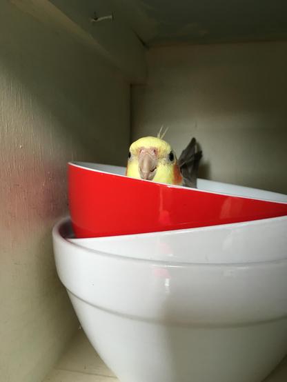 A yellow parrot with red cheeks and a crest in a red bowl in a cupboard. His head is sticking out.