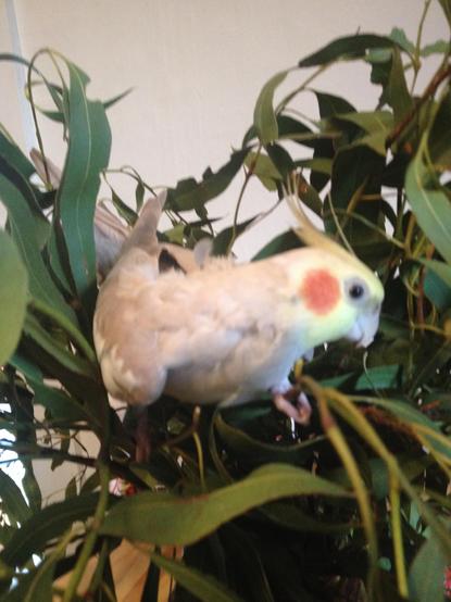 The same parrot in a huge branch of eucalyptus leaves.