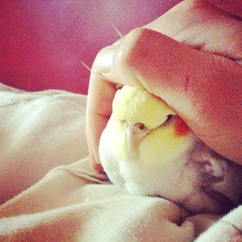 The parrot is now fluffed up and cuddled under my cupped hand. The wall is painted red.