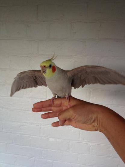 The parrot now has his wings spread out. Perched on my finger.