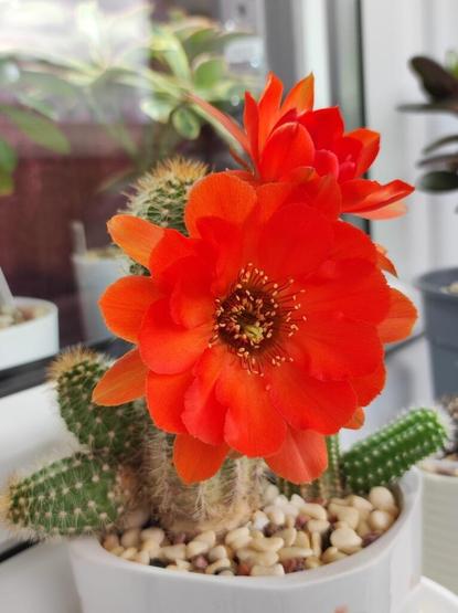 First bloomer this year