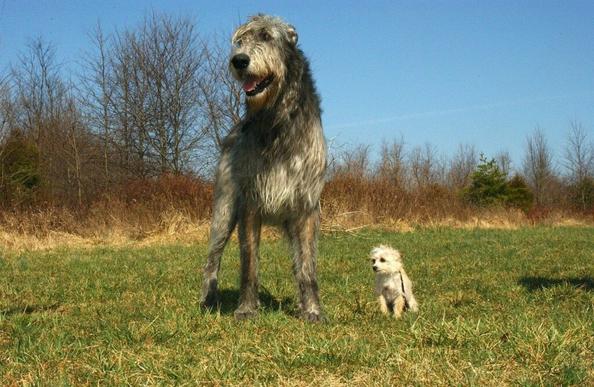 L-etonnante-taille-du-Irish-wolfhound-ou-levrier-irlandais-1