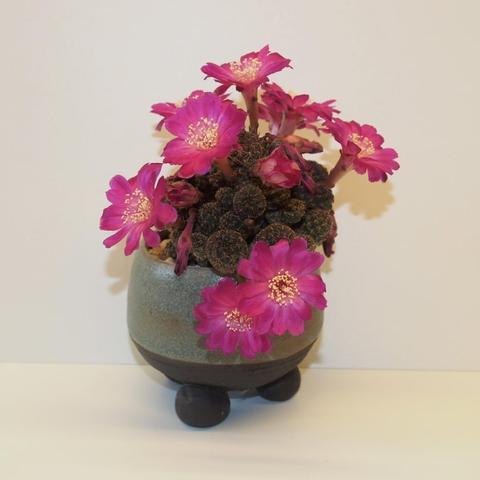 Sulcorebutia Taratensis Bloom :)