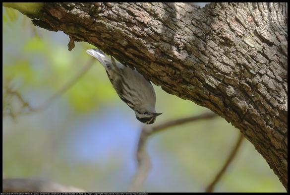A Black-and-white Warbler (Mniotilta varia) was walking upside down along the bottom of a large oak tree branch in Norman, Oklahoma, United States on April 11, 2025.