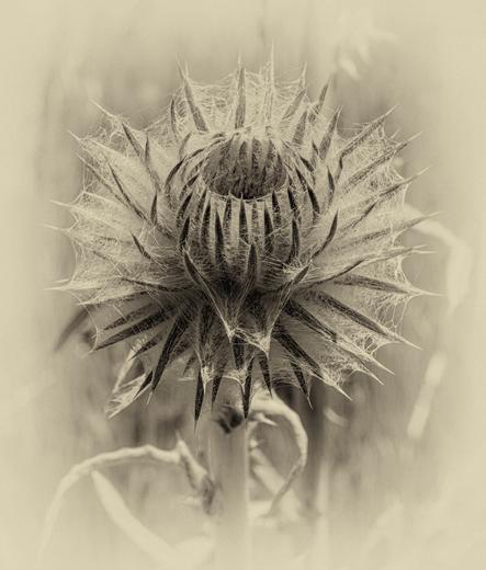 The head of a Cobweb Thistle, first year with just the spiny and wooly covered leaves that look like it has been tied up by a spider.  It flowers in the second year.  Black and white treatment with a slight sepia look, white vignette with the spiny pasts showing darkest.