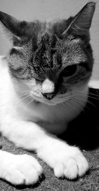 Black and white.  High-contrast.  A one-eyed lynx-point Siamese lying on a fibrous mat while having a thousand-yard stare.