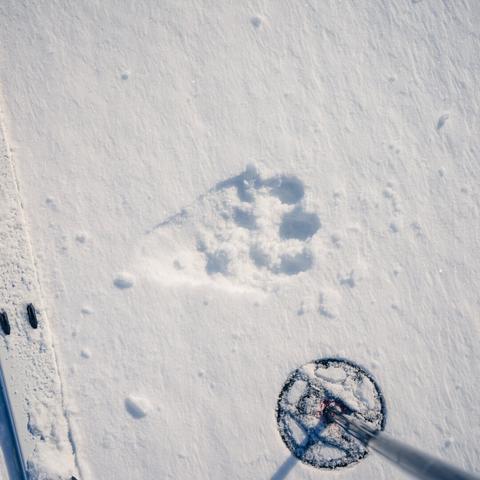 Rare imprints of a wolverine spotted in the Käsivarsi Wilderness Area, Finland, highlighting the scarcity of these animals in the region.