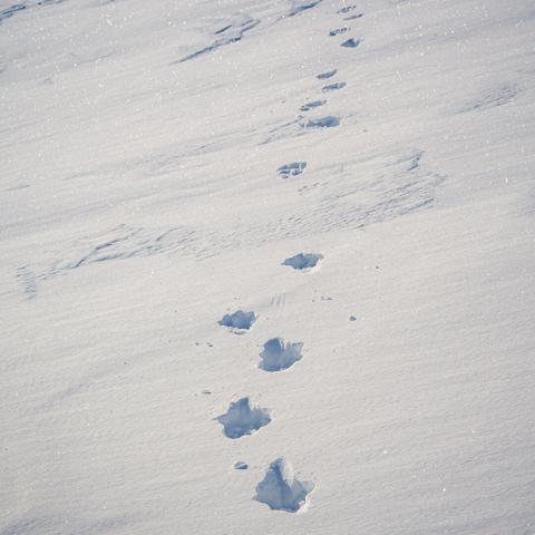 Rare imprints of a wolverine spotted in the Käsivarsi Wilderness Area, Finland, highlighting the scarcity of these animals in the region.