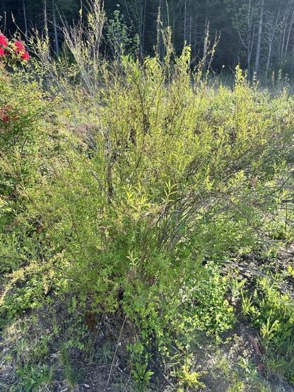 Blueberry Cultivar Identification